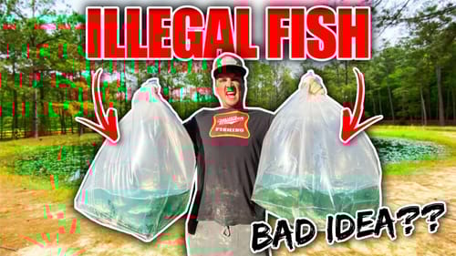 Stocking 500 ILLEGAL Exotic Fish into My BACKYARD POND!! (Bad Idea??)