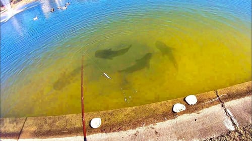 INSANE MONSTER FISH in CITY POND?! (STRANGE)