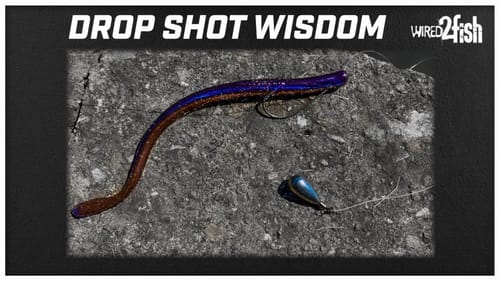 Find and Catch Offshore Bass with Drop Shot Rigs