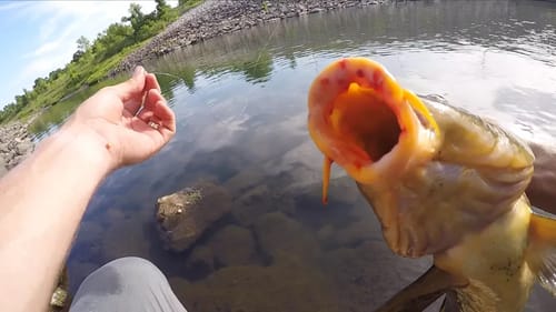 Fun Fish to Catch from the Bank | Ultra Light Fishing Challenge