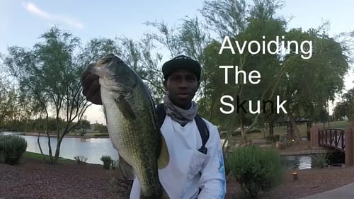 Avoiding The Early Morning Skunk