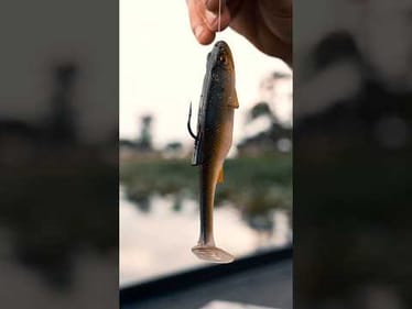 The ONLY Line Thru SWIMBAIT  you NEED