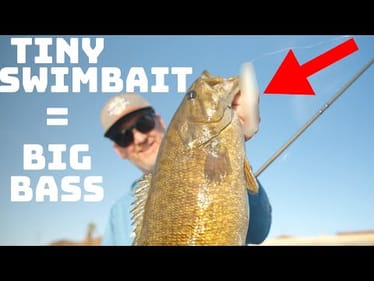 This TINY Japanese Swimbait Catches Giant Bass!