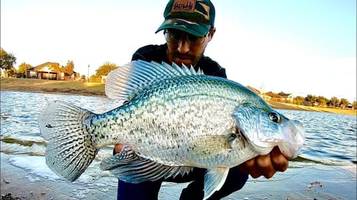 The BIGGEST CRAPPIE I've EVER SEEN!