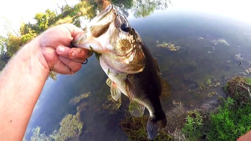 Bank Fishing Topwater Fun