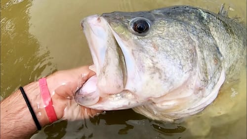 BASS OF A LIFETIME in a CITY POND?!