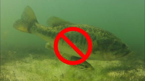 The Case Against Bed-Fishing For Bass
