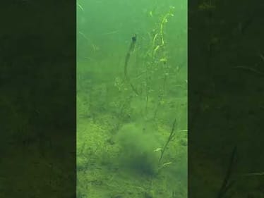 Zoom Trick Worm Underwater