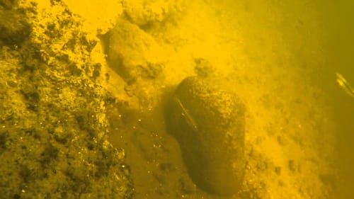 Underwater Footage - Smallie Strike