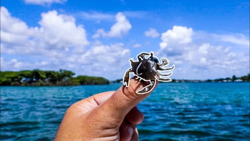 Fishing with Hyper Realistic Micro Crab