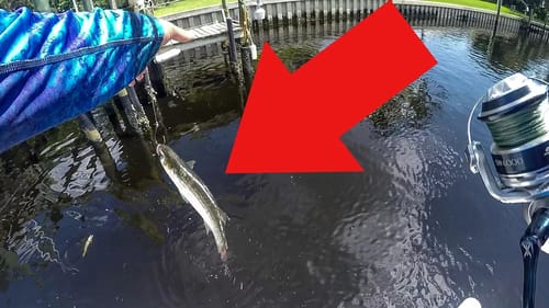 Sight Casting Giants with Live Mullet