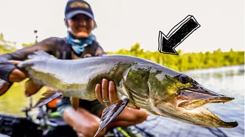 Kayak MUSKY (FINALLY) Northern Wisconsin River Fishing