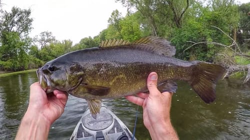 Whopper Plopper Lucky 20"