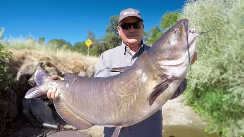 WORLD RECORD CATFISH