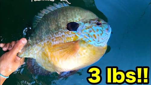 FISHING FOR 3 POUND BLUEGILL!!! (UNBELIEVABLE)