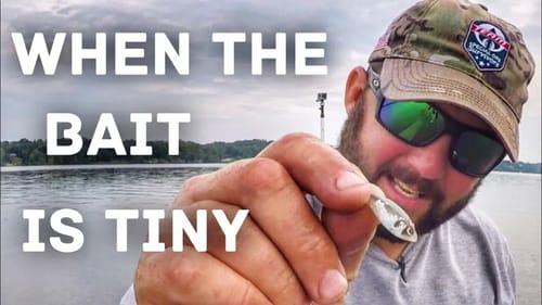 Bass Fishing - How to Fish for Bass when the Baitfish are Tiny