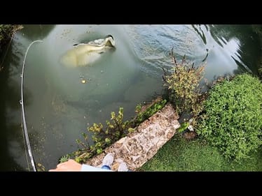 I found a pond on GOOGLE EARTH and then THIS happened......(GIANT bass)