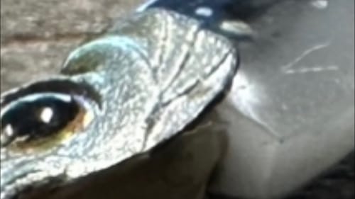 The “Shad Sperm Rig” Is Finally Revealed…