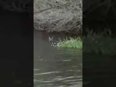 Textbook point of the grass