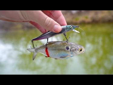 Mimicking Live Bait to Find BIG River Fish