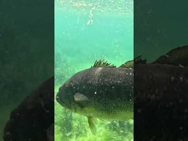 🤯 The BIGGEST BASS You've Ever Seen Up Close?! 🤯