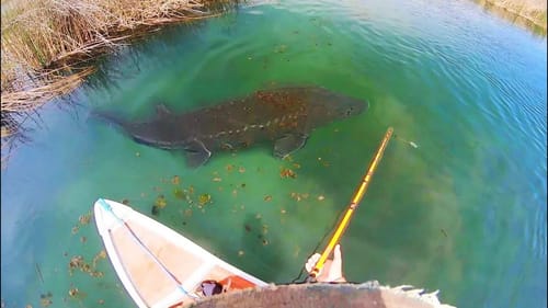 CLEAR WATER MONSTER in a TINY CREEK??! (INSANE)