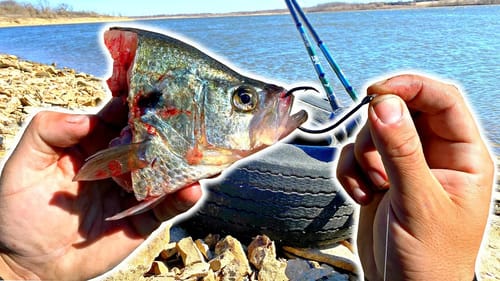 NEW PB Bank Fishing w/ GIANT Cut Bait!! (TROPHY HUNT)