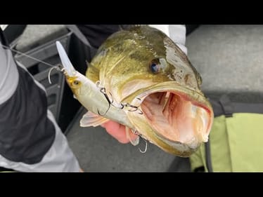 Bass Are Evolving To Do THIS…,