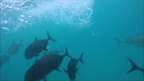 NOMAD GREAT BARRIER REEF FISHING ADVENTURE !!