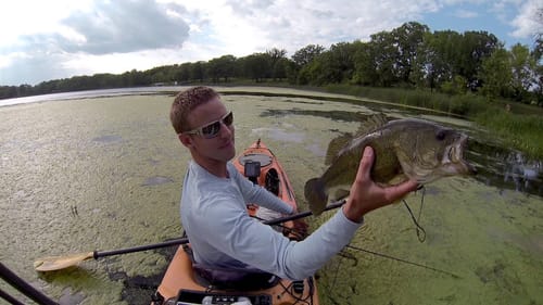 Topwater Bass - Live Target Frog 8-8-2013