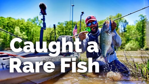 In Search of a Rare Bass - The Most Fun Anyone Can Have Fishing From a Kayak