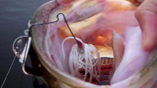 Explosive Buzzbait Hits! Topwater Buzzbait Bass Fishing
