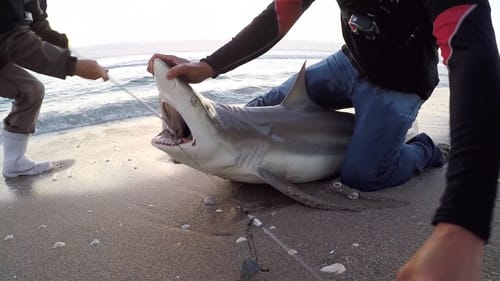 Shark Chronicles Part. 2 ft. Blacktiph and 1Rod1ReelFishing