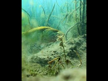 This Bait Is Irresistible To Bass! **UNDERWATER FOOTAGE**