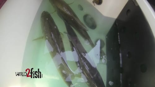 How to Keep Livewell Bass Alive in Hot Weather