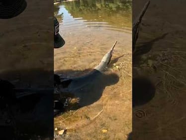 He Caught a MONSTER!!! #riverfishing #rivergator #bigfish