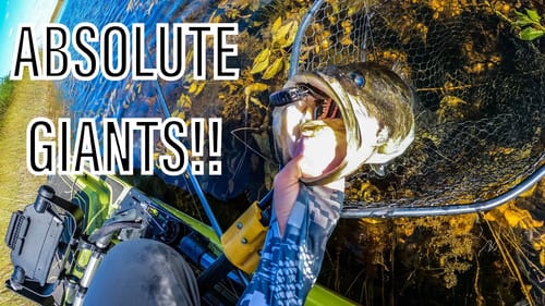 Bass FISHING remote EVERGLADES (GIANTS IN HERE)