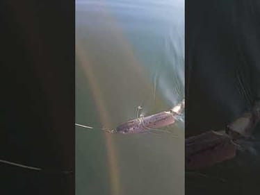 CHAPTER One Glide Bait With Slow Float Tail