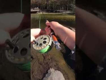 Giant trout loaded in pool! (Fly fishing NC) #shorts