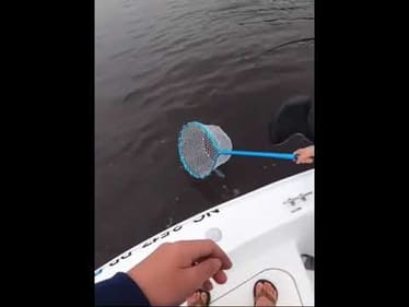GIANT REDFISH Hits Right Under BOAT #shorts