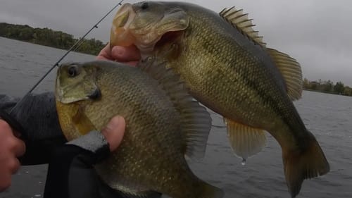 Catching Giant Bluegill in the Freezing North