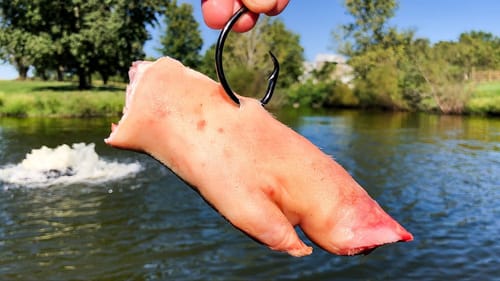 The WEIRDEST Bait I've EVER Used!!! (Fishing For POND MONSTERS!)
