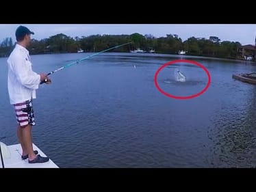 Epic Fish Feeding Frenzy