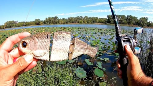 BIG Bass DESTROY Massive Swimbait in Shad-Infested Lake!!
