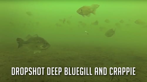 Drop Shot Fishing for Deep Crappie and Bluegill