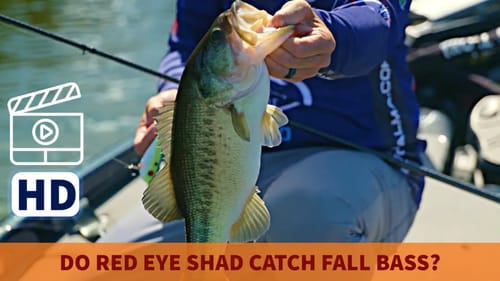 How to MASTER Fall Lipless Crankbait Fishing