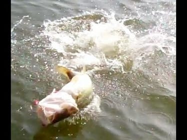 Three Giant Bass. Topwater Bass Fishing in Alabama.