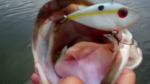 HydroWave Bass Fishing