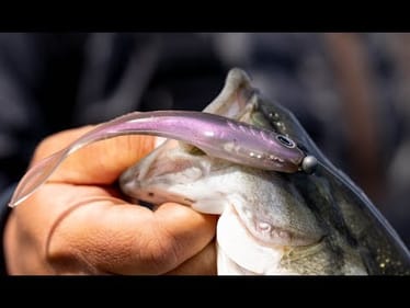 IS THE NEW 5.4” CAST ECHO THE BEST STRAIGHT TAIL BASS MINNOW EVER MADE?