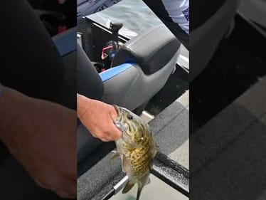 TOUGH Day 2 MLF Invitationals Lake Champlain #short #bassfishing #champlain